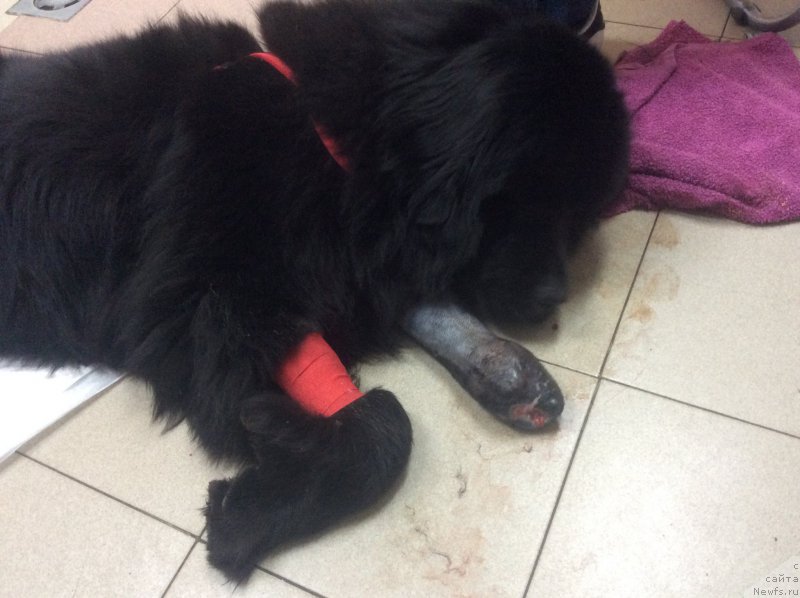 Фото: ньюфаундленд Brownblood MSK Harita Havva (Браунблад МСК Харита Хавва)