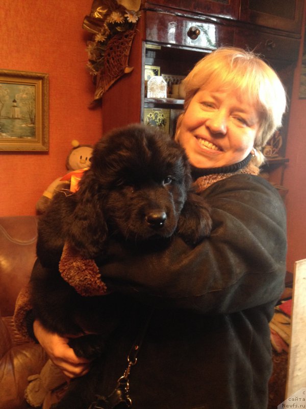 Фото: ньюфаундленд Sazerlend Marni Lauder (Сазерленд Марни Лаудер)