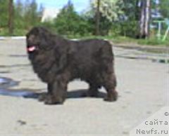 Фото: ньюфаундленд Ul'rika Snou Kvin (Ульрика Сноу Квин)