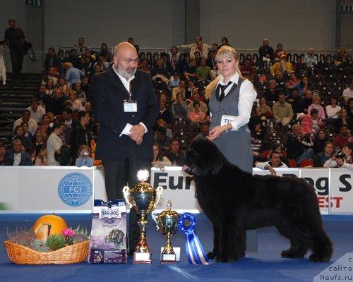 Фото: ньюфаундленд Poison or Honey King of Helluland