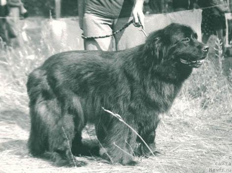 Фото: ньюфаундленд Serdjam Naydjela (Серджам Найджела)