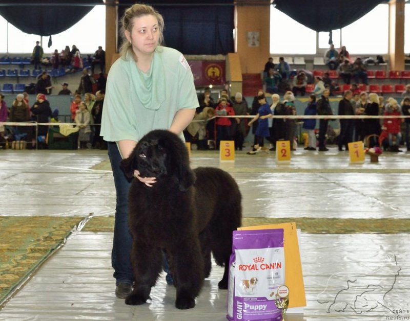 Фото: ньюфаундленд Gimalayskiy Medved' iz Arkaima (Гималайский Медведь из Аркаима)