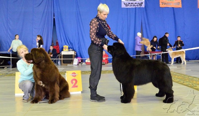Фото: ньюфаундленд Plushevaya Panda Grand Neroli (Плюшевая Панда Гранд Нероли), RAYMOND BEST IN SHOW