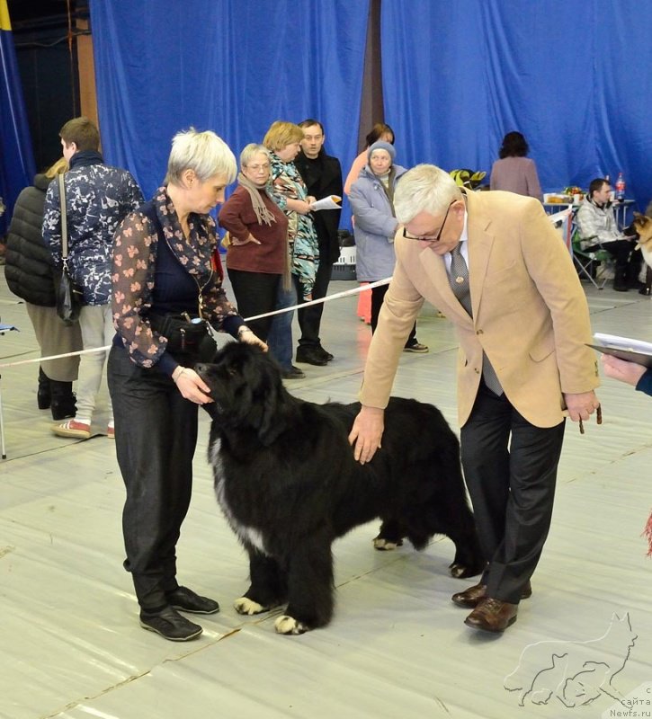 Фото: ньюфаундленд Promise To Love Midnight Bear (Promise To Love Midnight Bear)