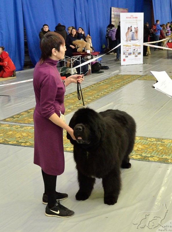 Фото: ньюфаундленд Black Diamond Agidel ot Potapa Chezzario (Блэк Диамонд Агидель от Потапа Чеззарио)