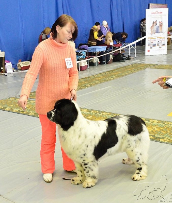 Фото: ньюфаундленд Mag Ispolin Ol'ha (Маг Исполин Ольха)