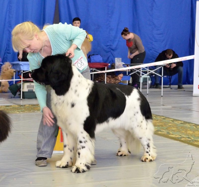 Фото: ньюфаундленд Mag Ispolin Onega (Маг Исполин Онега)