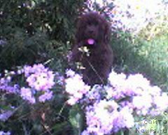 Фото: ньюфаундленд Ul'rika Snou Kvin (Ульрика Сноу Квин)