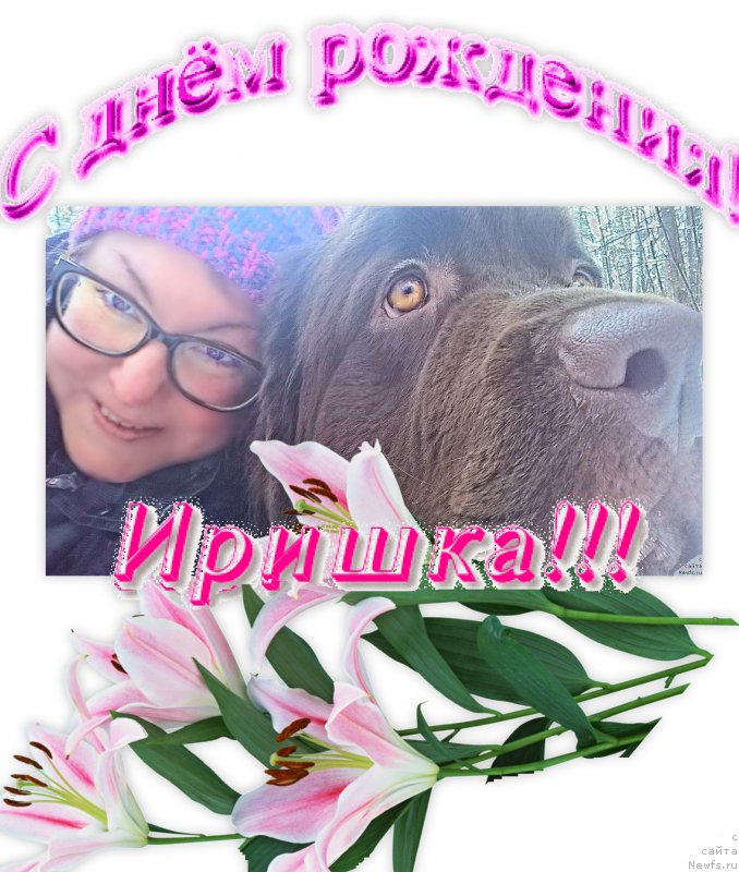 Фото: Irina Konischeva (Ирина Конищева), ньюфаундленд Brownblood MSK Zhanara Haya (Браунблад МСК Жанара Хайя)