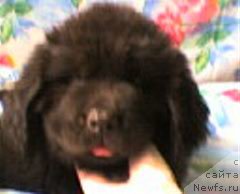 Фото: ньюфаундленд Ul'rika Snou Kvin (Ульрика Сноу Квин)