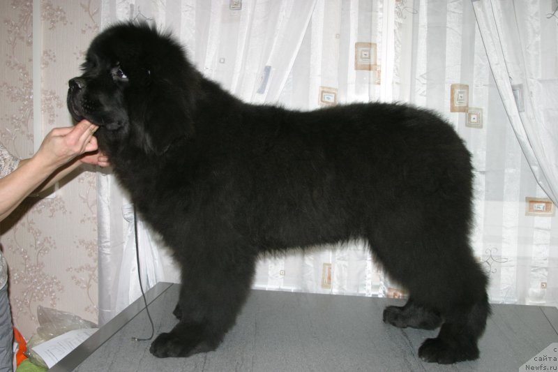 Фото: ньюфаундленд Bridge Over Troubled River (Бридж Овер Траблд Ривер)