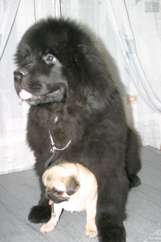 Фото: ньюфаундленд Bridge Over Troubled River (Бридж Овер Траблд Ривер)