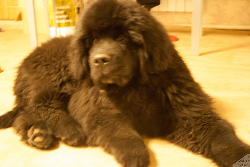 Фото: ньюфаундленд Bridge Over Troubled River (Бридж Овер Траблд Ривер)