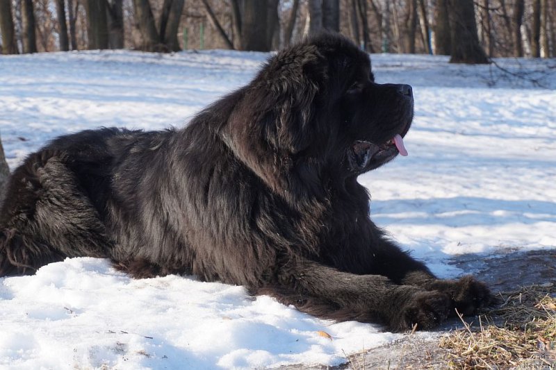 Фото: ньюфаундленд Bridge Over Troubled River (Бридж Овер Траблд Ривер)