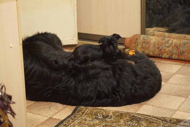Фото: ньюфаундленд Bridge Over Troubled River (Бридж Овер Траблд Ривер)