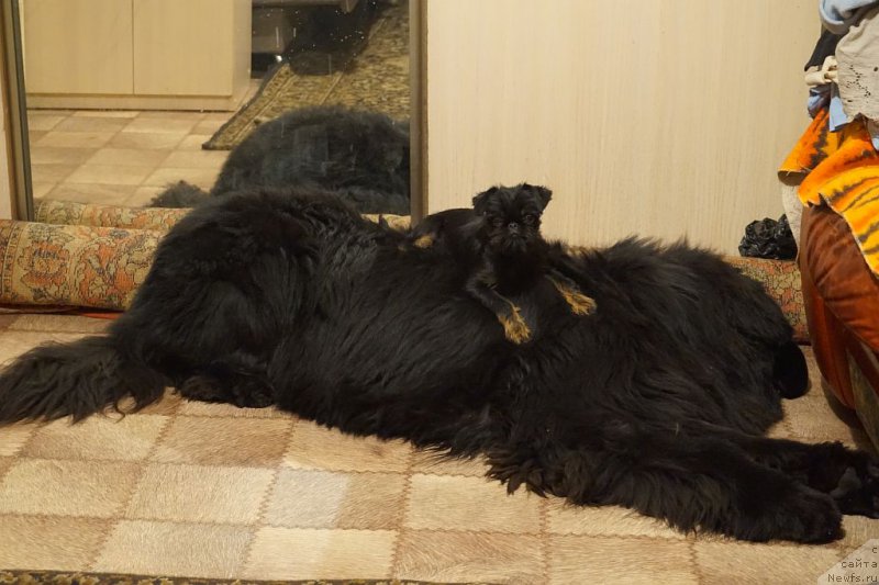 Фото: ньюфаундленд Bridge Over Troubled River (Бридж Овер Траблд Ривер)