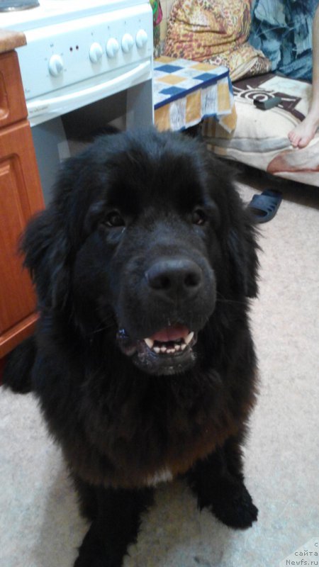 Фото: ньюфаундленд Belkonder-Club Jamaica Blue Mountin (Белкондер-Клаб Ямайка Блю Маунтин)