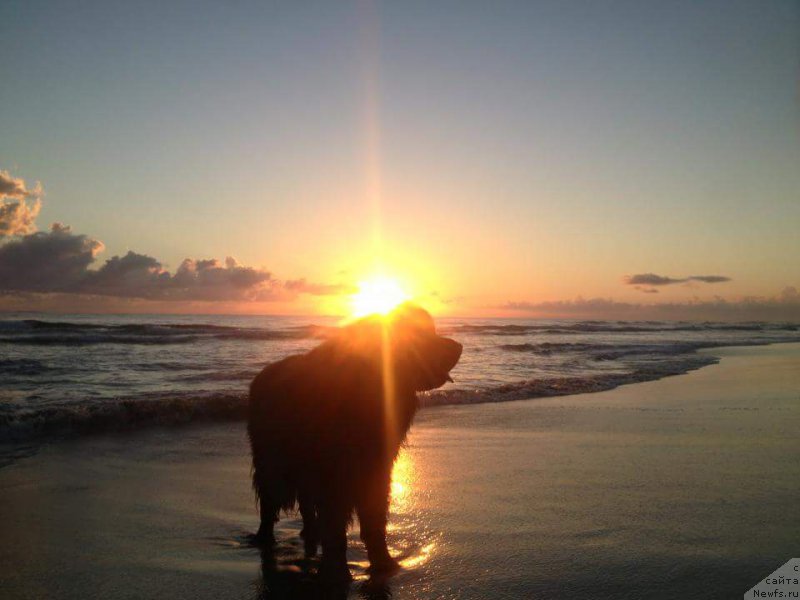 Фото: ньюфаундленд Piternyuf IMXO (Питерньюф ИМХО)