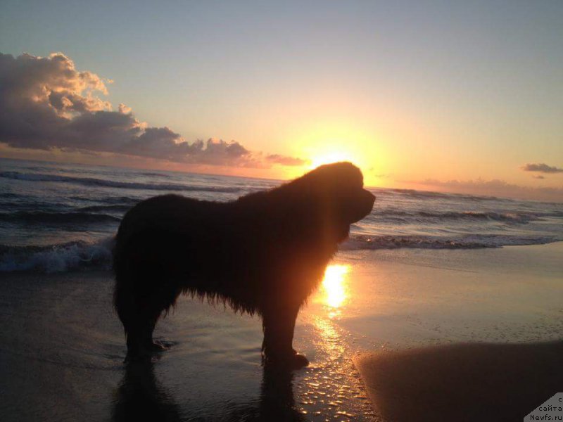 Фото: ньюфаундленд Piternyuf IMXO (Питерньюф ИМХО)