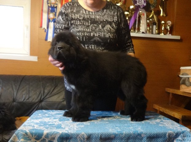 Фото: ньюфаундленд N'yufort Zodiak (Ньюфорт Зодиак)