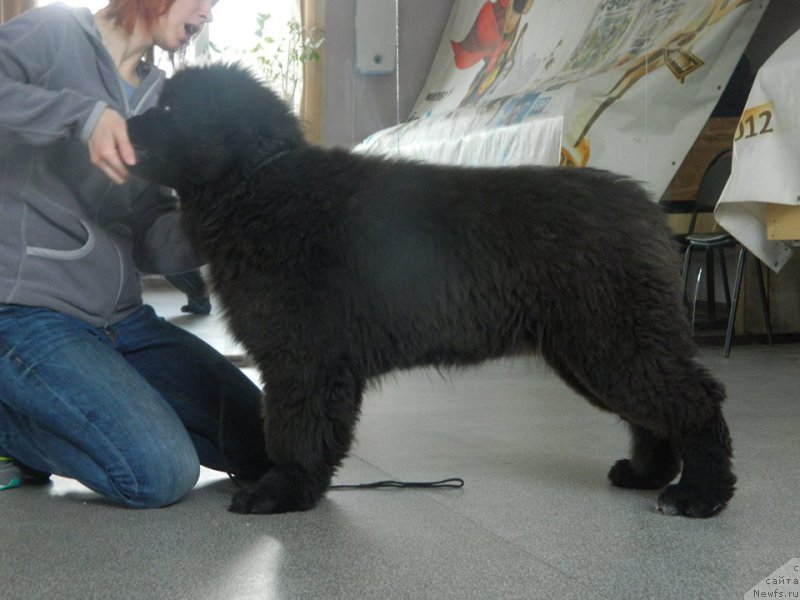 Фото: ньюфаундленд N'yufort Jordjiya (Ньюфорт Жорджия)