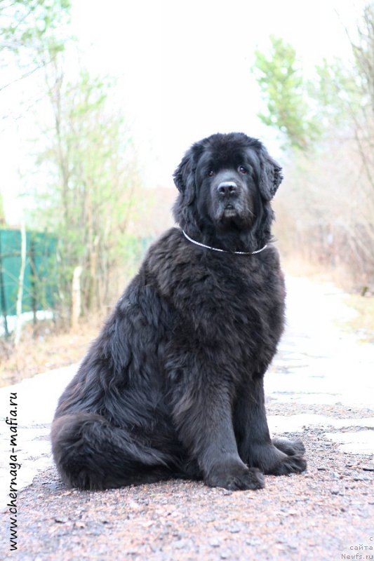 Фото: ньюфаундленд Usatyiy Nyan' Timosha (Усатый Нянь Тимоша)