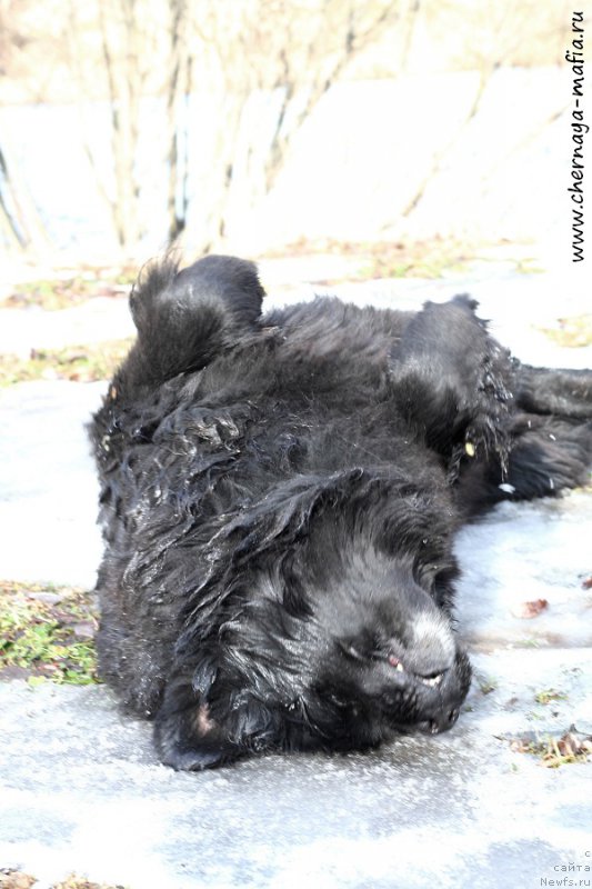 Фото: ньюфаундленд Usatyiy Nyan' Timosha (Усатый Нянь Тимоша)
