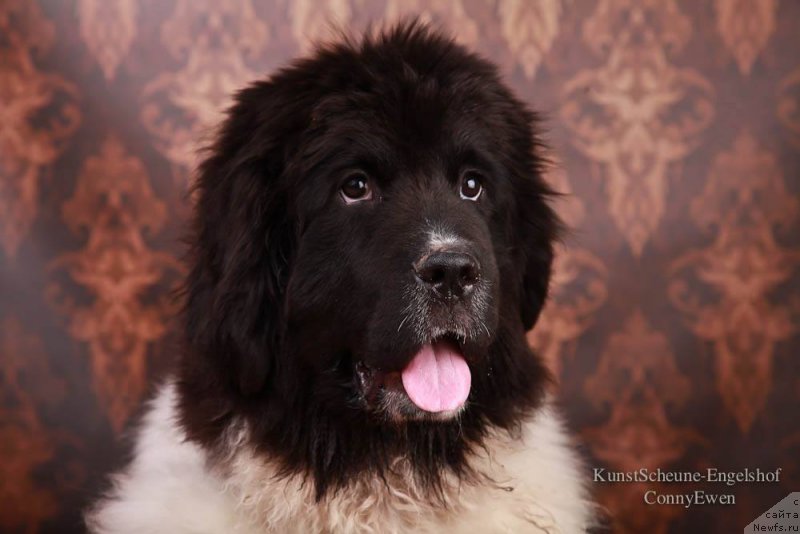 Фото: ньюфаундленд Sent Djons Uteha LuaLua (Сент Джонс Утеха ЛуаЛуа)