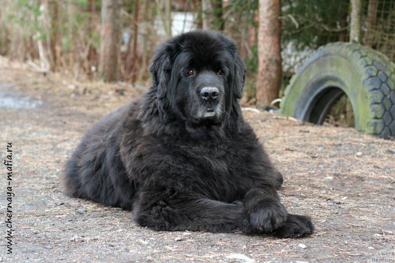 Фото: ньюфаундленд Usatyiy Nyan' Timosha (Усатый Нянь Тимоша)