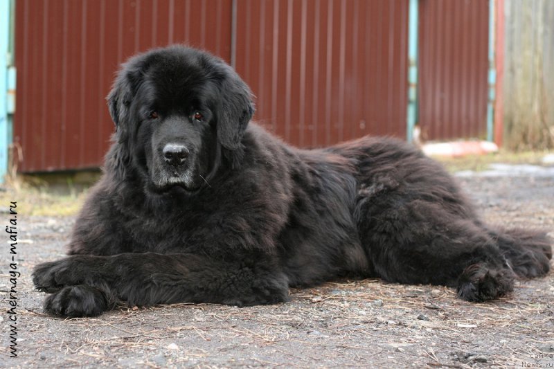 Фото: ньюфаундленд Usatyiy Nyan' Timosha (Усатый Нянь Тимоша)