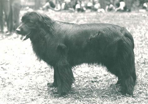 Фото: ньюфаундленд Vikoni Konta (Викони Конта)