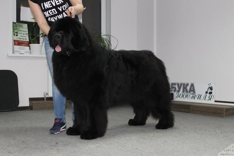 Фото: ньюфаундленд J'aime Leventarrier iz Volotova