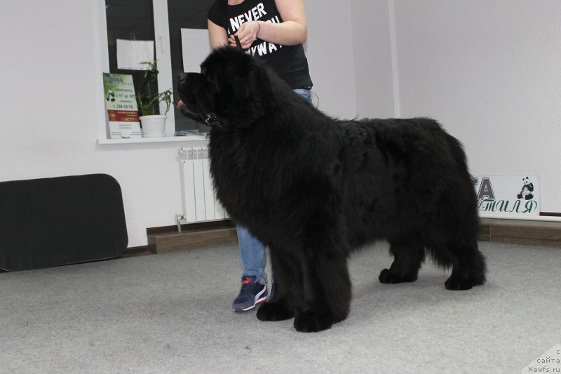 Фото: ньюфаундленд J'aime Leventarrier iz Volotova