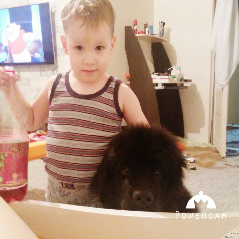 Фото: ньюфаундленд Noort Blagorodnyiy Princ (Ноорт Благородный Принц)