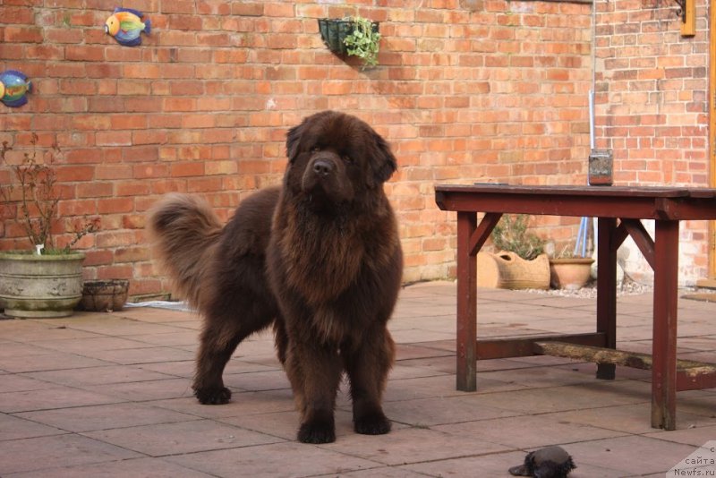 Фото: ньюфаундленд Nobl King May Lord Simba (Нобл Кинг Май Лорд Симба)
