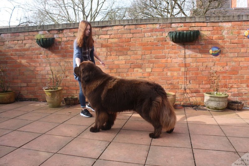 Фото: ньюфаундленд Nobl King May Lord Simba (Нобл Кинг Май Лорд Симба)