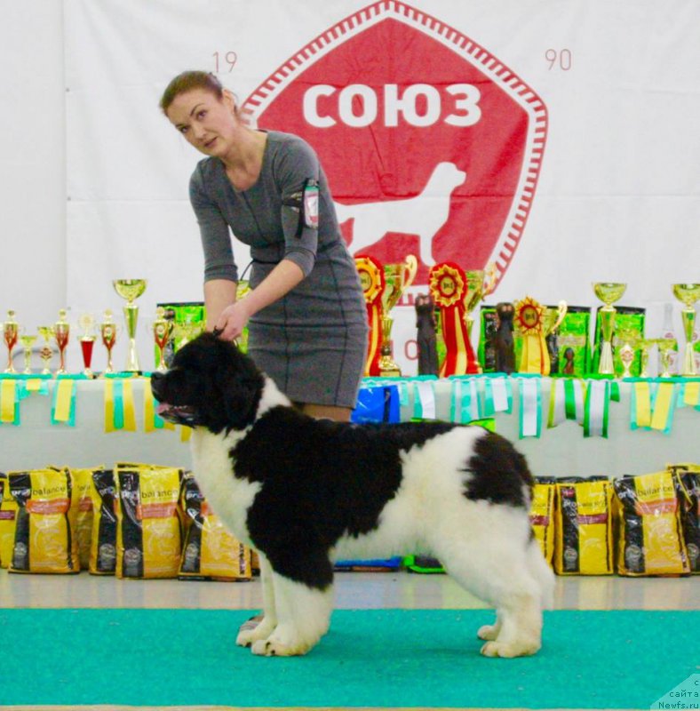 Фото: ньюфаундленд Akvian Song Rosemary (Аквиан Сонг Розмари)