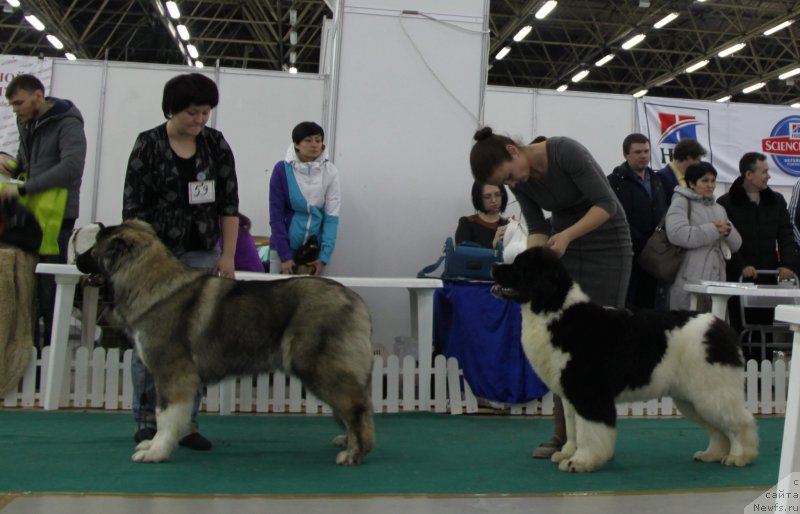 Фото: ньюфаундленд Akvian Song Rosemary (Аквиан Сонг Розмари)