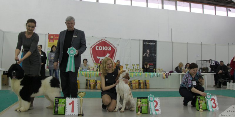 Фото: ньюфаундленд Akvian Song Rosemary (Аквиан Сонг Розмари)