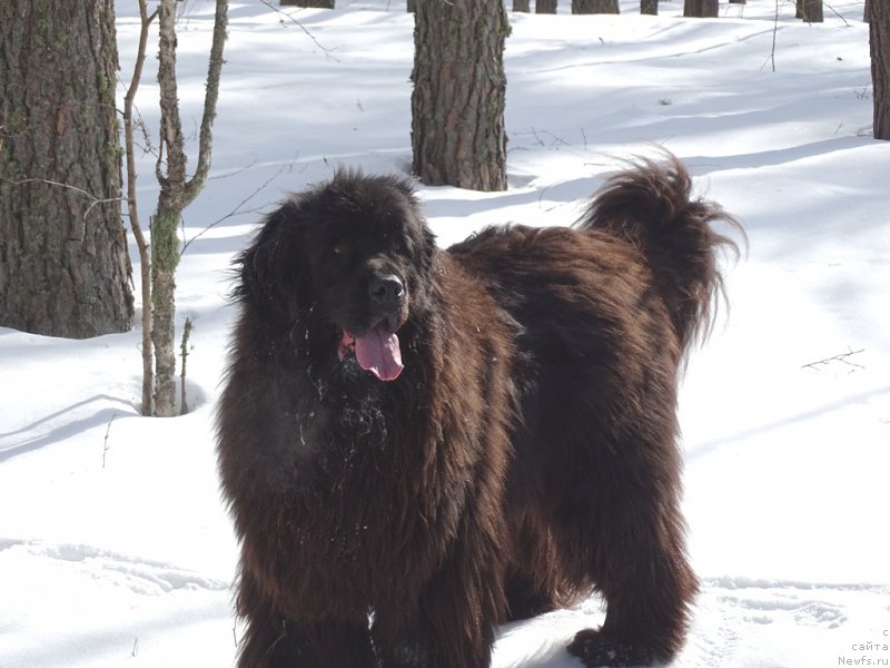 Фото: ньюфаундленд Baryishnya (Барышня)