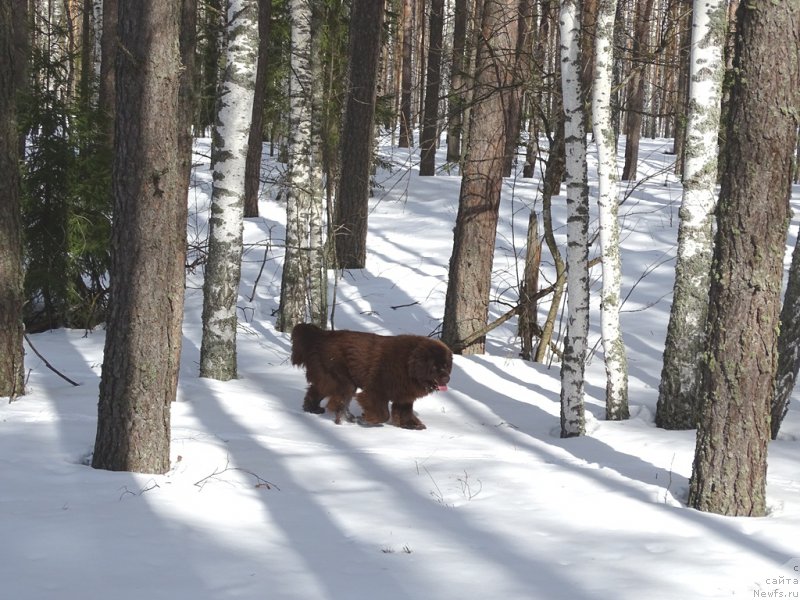 Фото: ньюфаундленд N'yufort Vivian (Ньюфорт Вивиан)