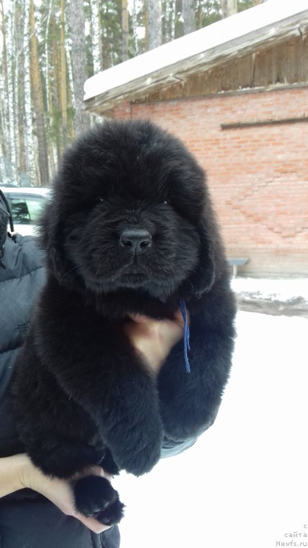 Фото: ньюфаундленд Super Premium Hartford (Супер Премиум Хартфорд)