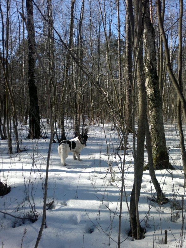 Фото: ньюфаундленд Amrita ot Karel'skih Medvedey (Амрита от Карельских Медведей)