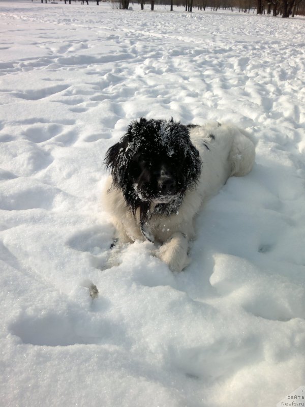 Фото: ньюфаундленд Amrita ot Karel'skih Medvedey (Амрита от Карельских Медведей)