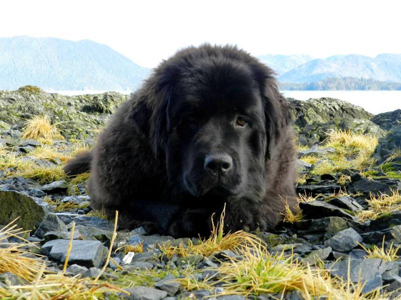 Фото: ньюфаундленд Chernaya Mafia Аngel Among Us (Черная Мафия Ангел Амонг Ус)