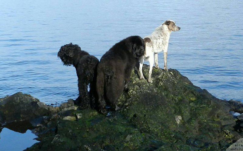 Фото: ньюфаундленд Chernaya Mafia Аngel Among Us (Черная Мафия Ангел Амонг Ус)