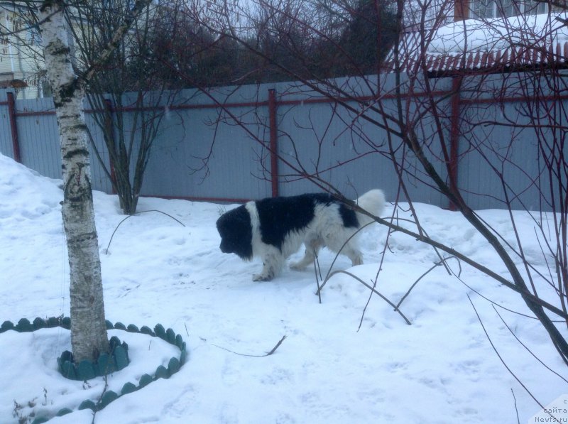 Фото: ньюфаундленд Idal'go Nepovtorimyiy (Идальго Неповторимый)