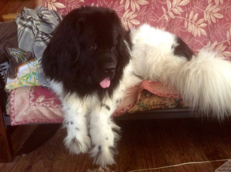 Фото: ньюфаундленд Idal'go Nepovtorimyiy (Идальго Неповторимый)