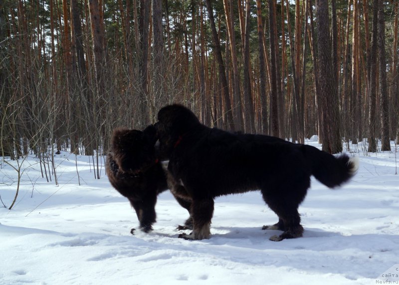 Фото: ньюфаундленд Fabian de Lange Super Mishka, ньюфаундленд Harmonies of New Bloom Super Mishka