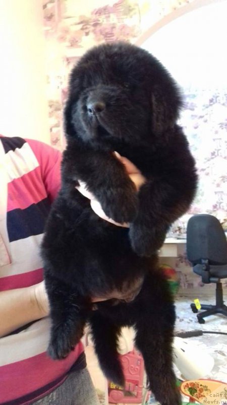 Фото: ньюфаундленд Super Premium Hrizantema (Супер Премиум Хризантема)